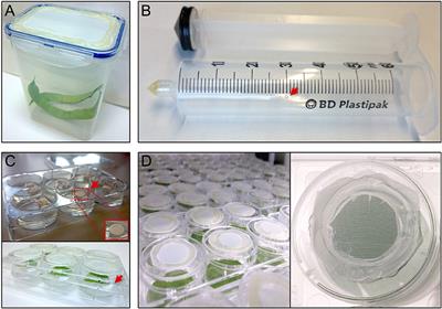 A Robust Functional Genomics Approach to Identify Effector Genes Required for Thrips (Frankliniella occidentalis) Reproductive Performance on Tomato Leaf Discs